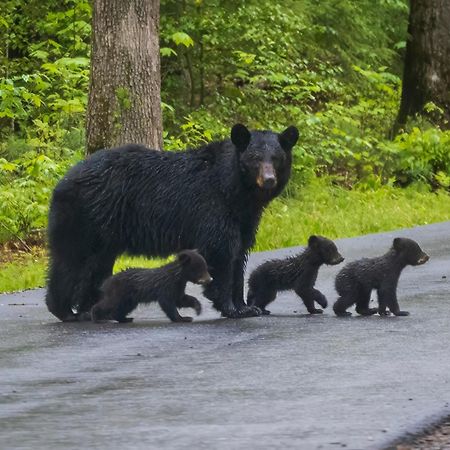 Smoky Bear Lodge With Guest House, Hot Tub, 1089 Free Tickets Each Paid Day, Dollywood And More Sevierville Exterior photo